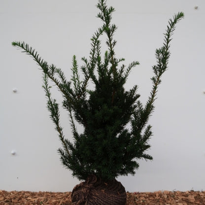 Taxus baccata 'Nissen's Präsident'