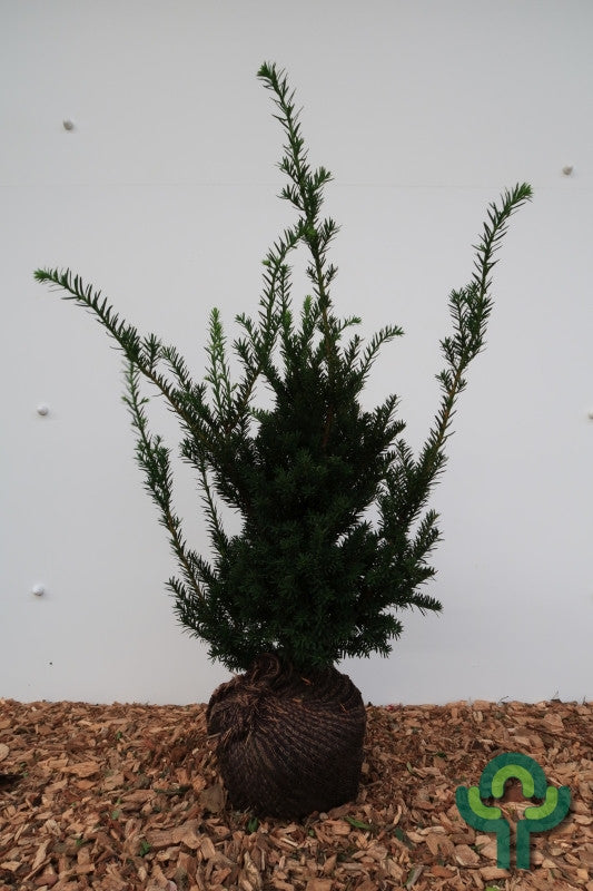 Taxus baccata 'Nissen's Präsident'