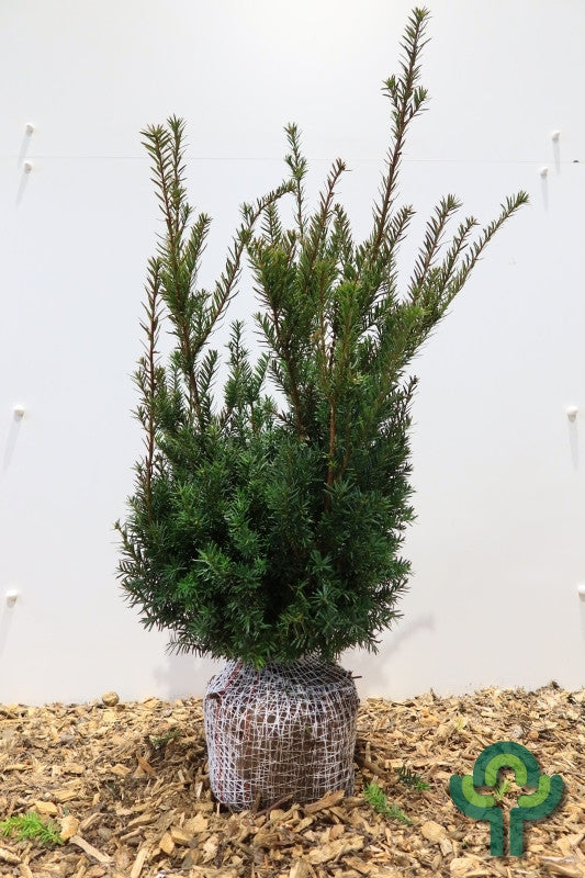 Taxus baccata 'Nissen's Präsident'