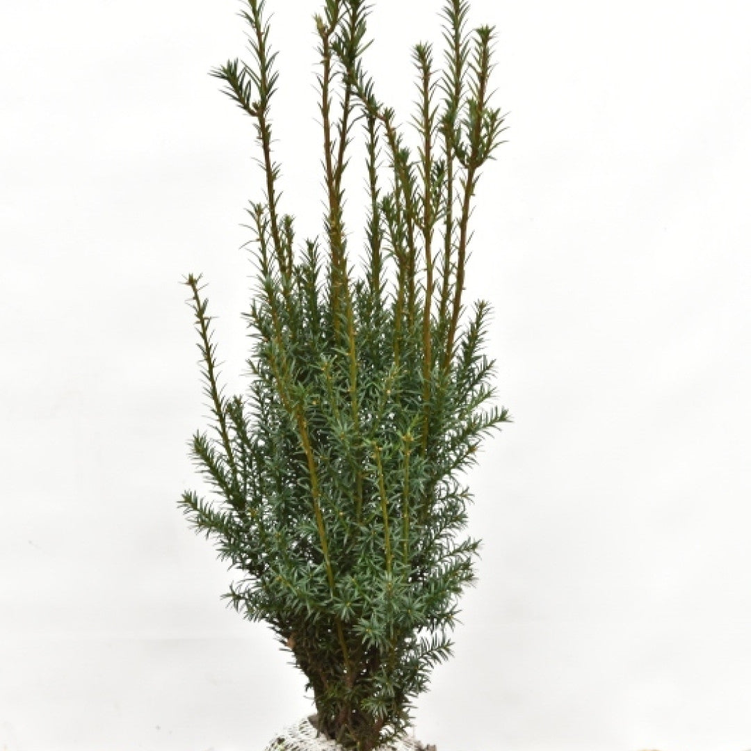 Taxus baccata 'Overeynderi'