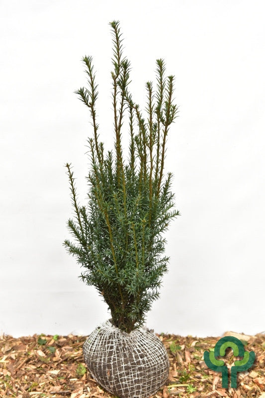 Taxus baccata 'Overeynderi'