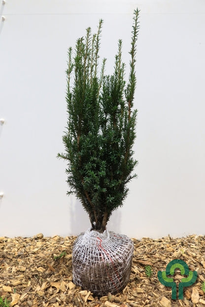 Taxus baccata 'Overeynderi'