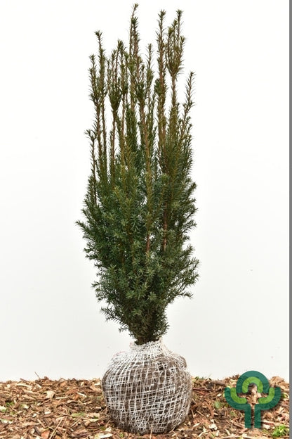 Taxus baccata 'Overeynderi'