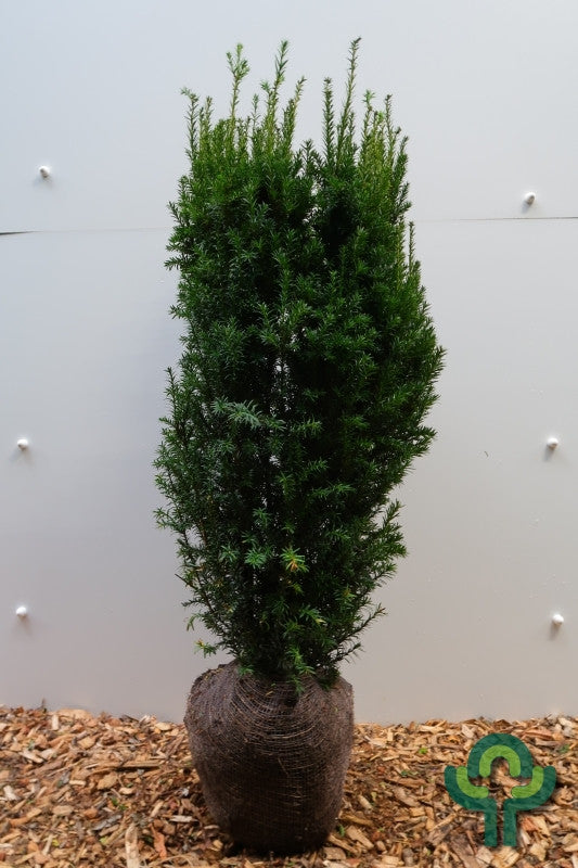 Taxus baccata 'Overeynderi'