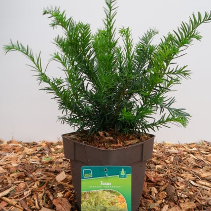 Taxus baccata 'Repandens'