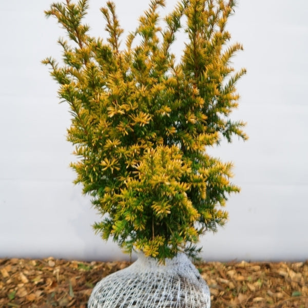 Taxus baccata 'Semperaurea'