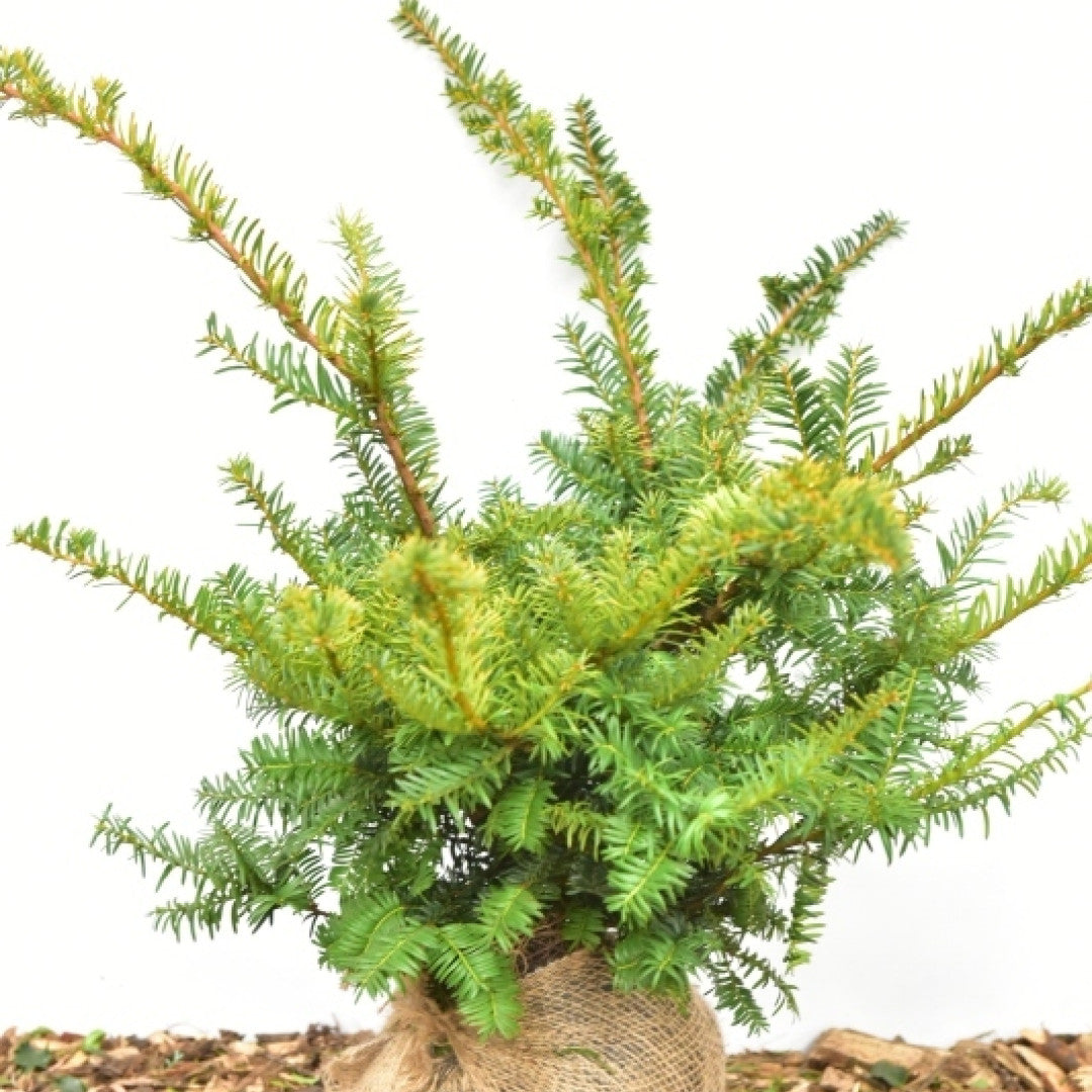 Taxus baccata 'Summergold'