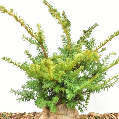 Taxus baccata 'Summergold'