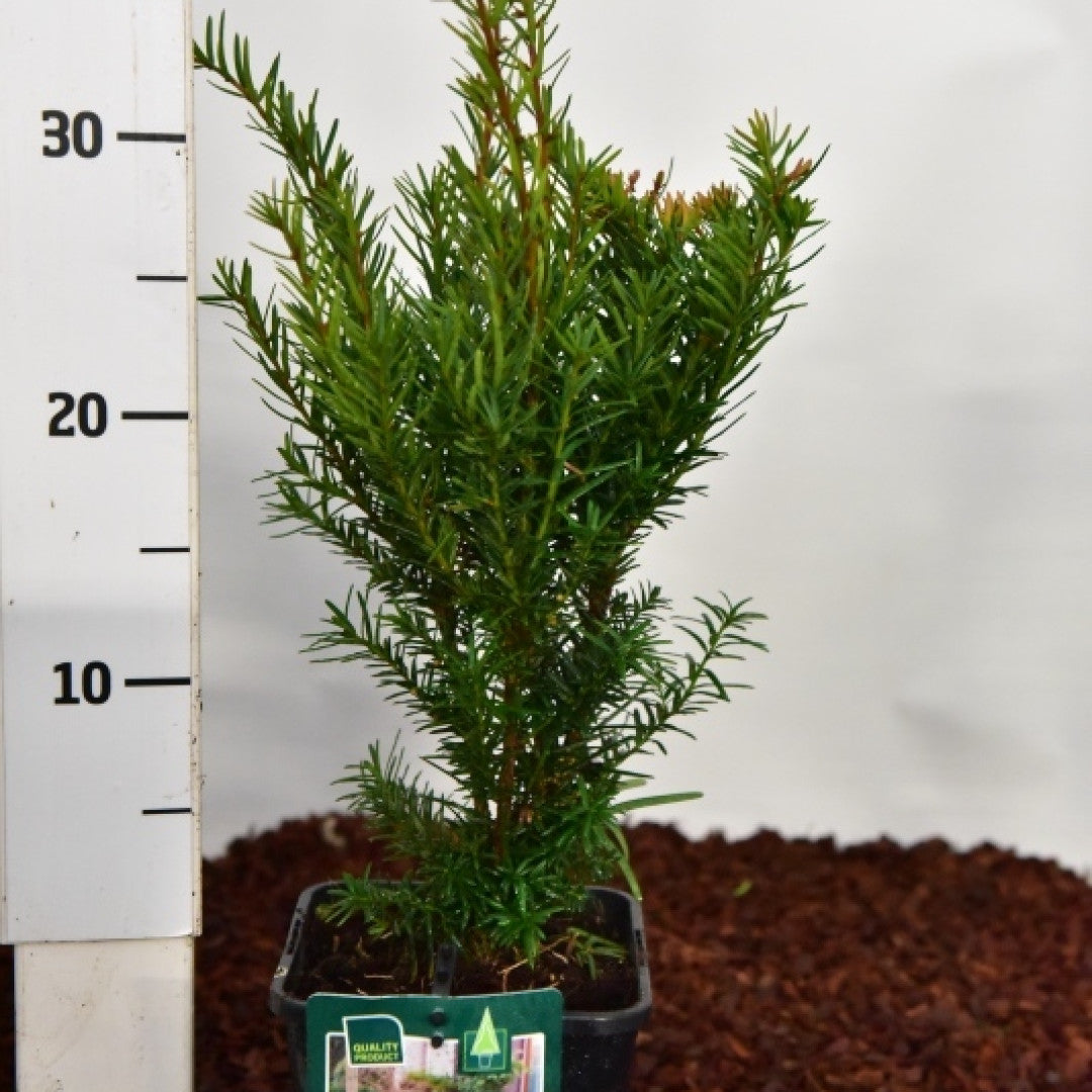 Taxus media 'Densiformis'
