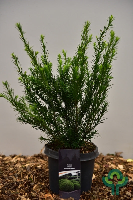 Taxus media 'Groenland'