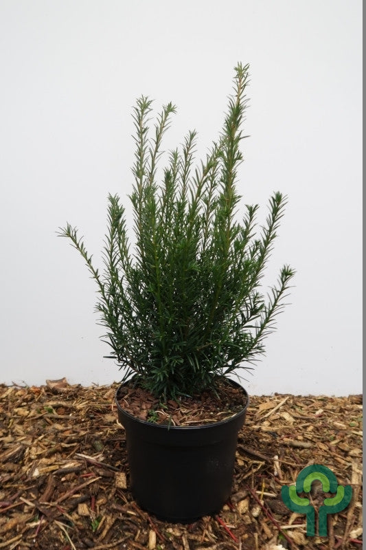 Taxus media 'Groenland'
