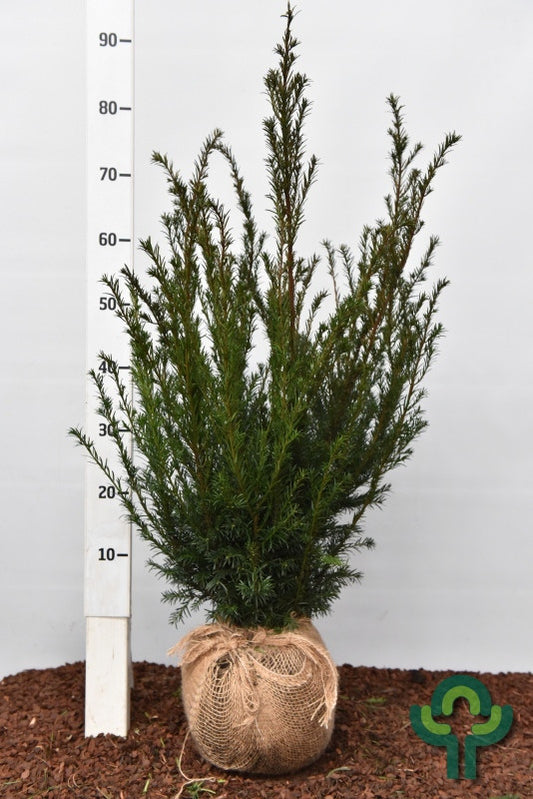 Taxus media 'Groenland'