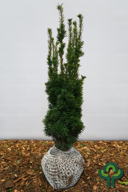 Taxus media 'Stricta Virides'