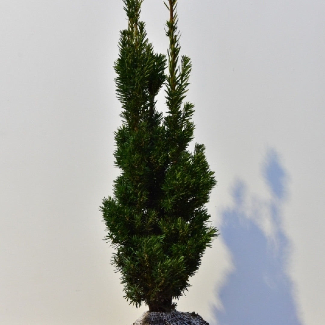 Taxus media 'Stricta Virides'