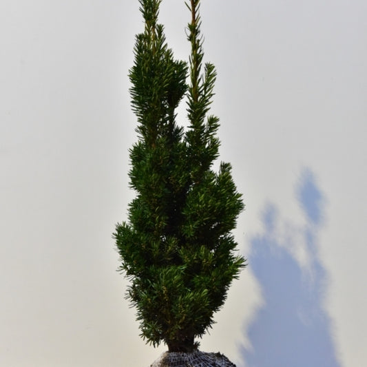 Taxus media 'Stricta Virides'