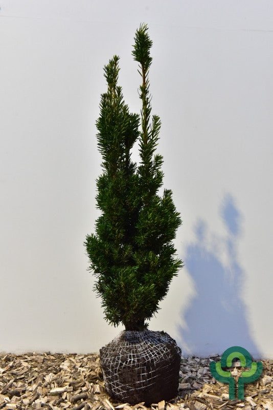 Taxus media 'Stricta Virides'