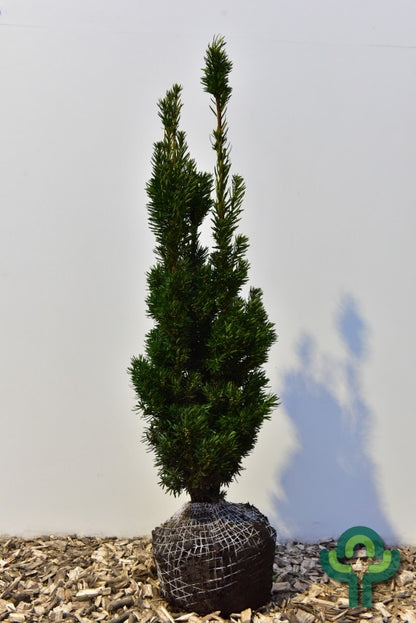 Taxus media 'Stricta Virides'