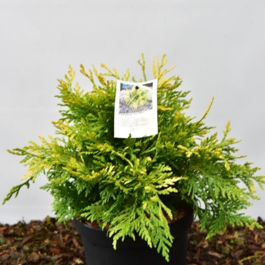 Reuzenlevensboom (Thuja plicata) 'Sun-Beam'