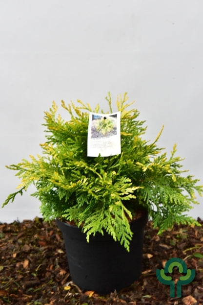 Reuzenlevensboom (Thuja plicata) 'Sun-Beam'