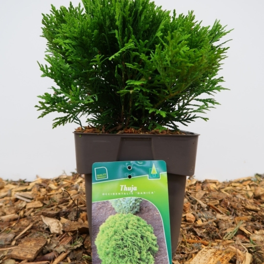 Westerse levensboom (Thuja occidentalis) 'Danica'