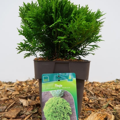 Westerse levensboom (Thuja occidentalis) 'Danica'