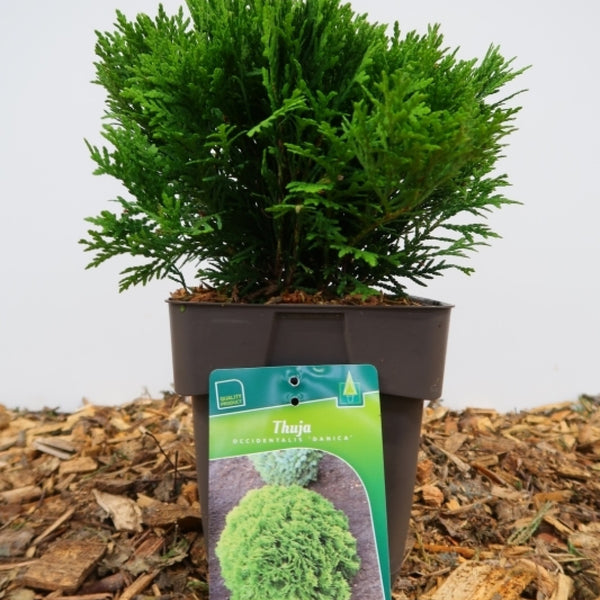 Westerse levensboom (Thuja occidentalis) 'Danica'
