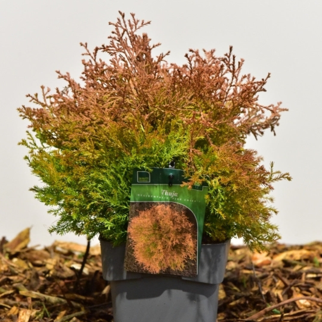 Westerse levensboom (Thuja occidentalis) 'Fire Chief'