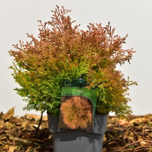Westerse levensboom (Thuja occidentalis) 'Fire Chief'