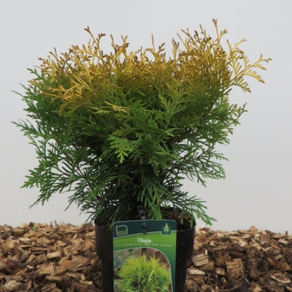 Westerse levensboom (Thuja occidentalis) 'Golden Globe'