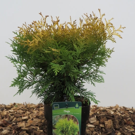 Westerse levensboom (Thuja occidentalis) 'Golden Globe'