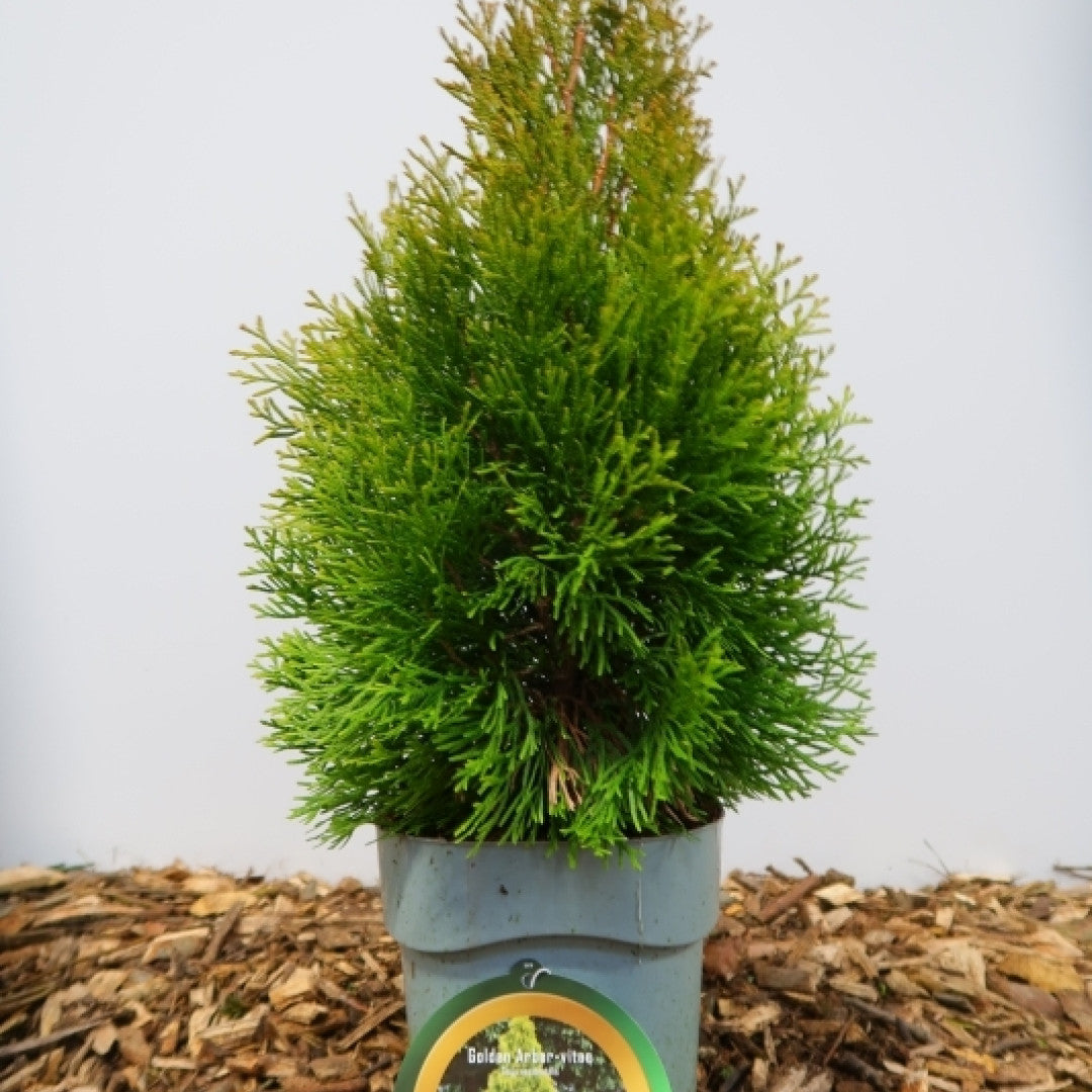 Westerse levensboom (Thuja occidentalis) 'Golden Smaragd' ®