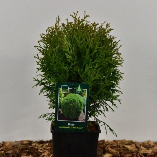Westerse levensboom (Thuja occidentalis) 'Little Giant'