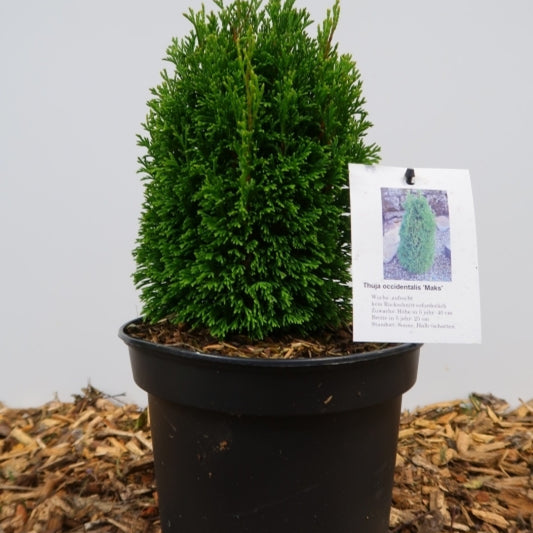 Westerse levensboom (Thuja occidentalis) 'Maks'