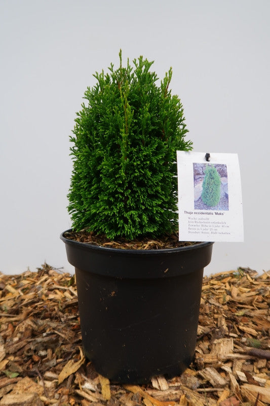 Westerse levensboom (Thuja occidentalis) 'Maks'