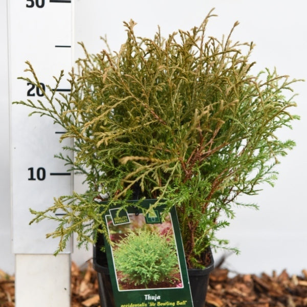 Westerse levensboom (Thuja occidentalis) 'Mr. Bowling Ball'
