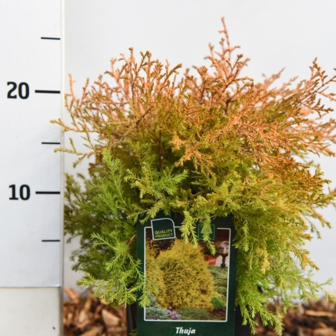 Westerse levensboom (Thuja occidentalis) 'Rheingold'