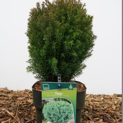 Westerse levensboom (Thuja occidentalis) 'Teddy'
