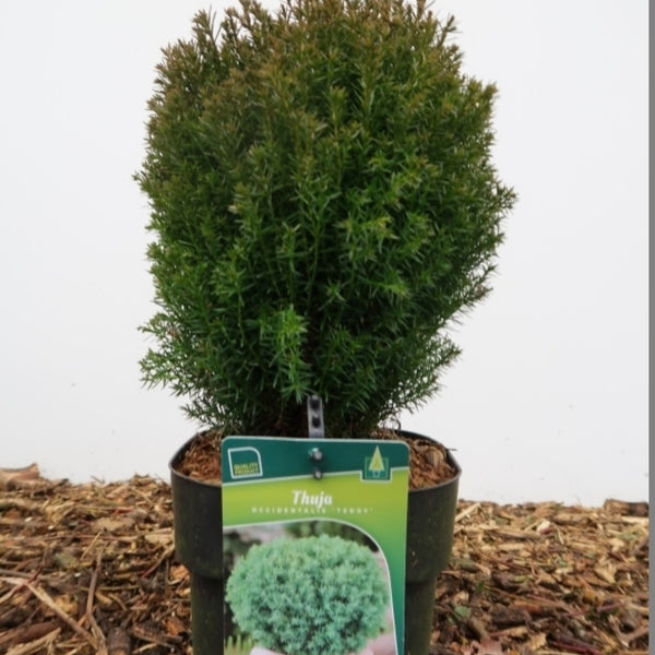 Westerse levensboom (Thuja occidentalis) 'Teddy'