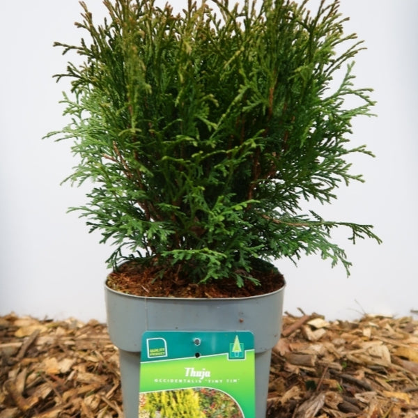 Westerse levensboom (Thuja occidentalis) 'Tiny Tim'