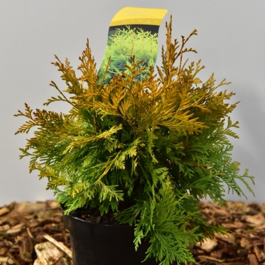 Westerse levensboom (Thuja occidentalis) 'Yellow Ribbon'