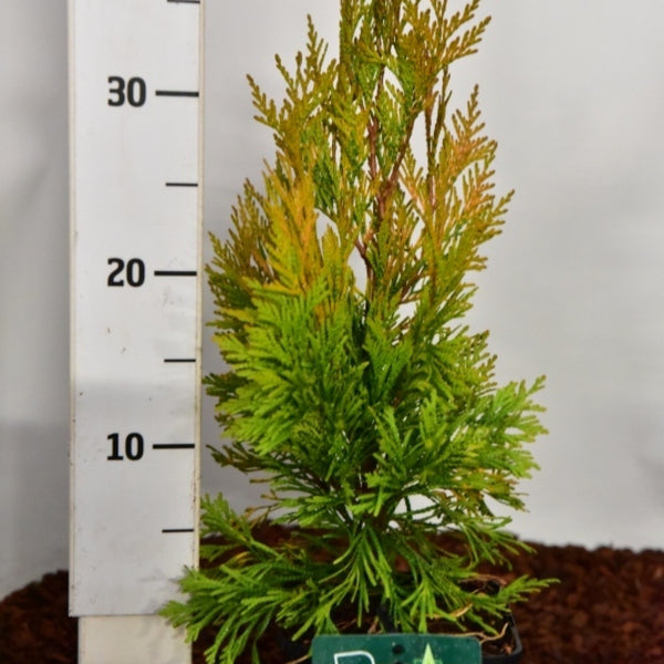Reuzenlevensboom (Thuja plicata) '4ever Goldy' ®