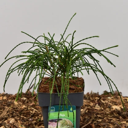 Reuzenlevensboom (Thuja plicata) 'Whipcord'