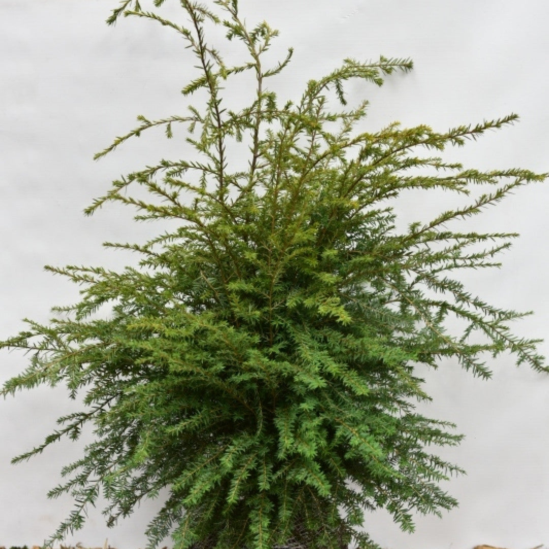 Canadese hemlockspar (Tsuga canadensis)