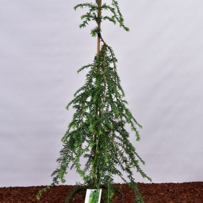 Canadese hemlockspar (Tsuga canadensis) 'Pendula'