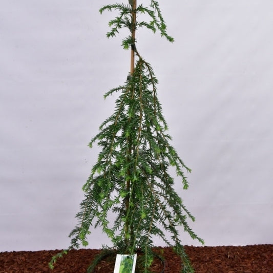 Canadese hemlockspar (Tsuga canadensis) 'Pendula'