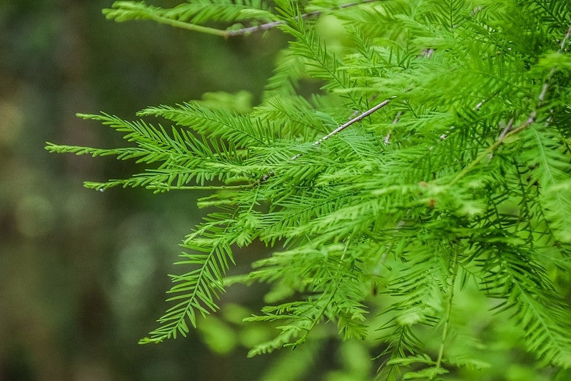 Moerascipres (Taxodium distichum)