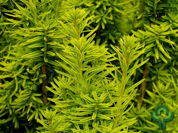 Taxus baccata 'David'