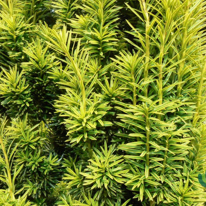 Taxus baccata 'Fastigiata Aurea'
