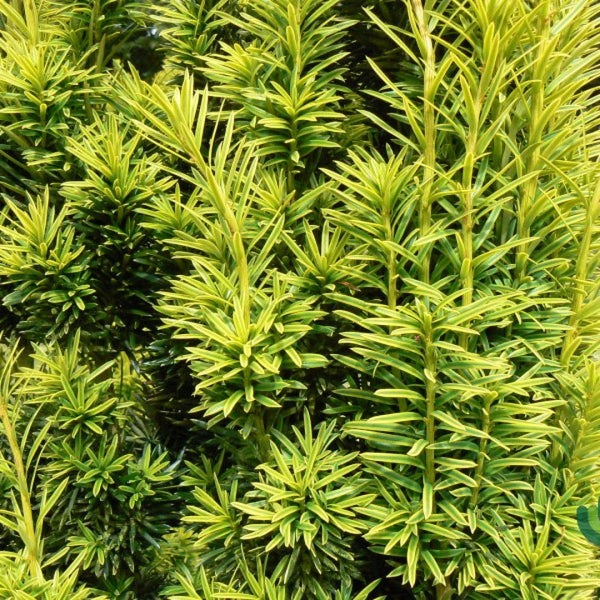 Taxus baccata 'Fastigiata Aurea'