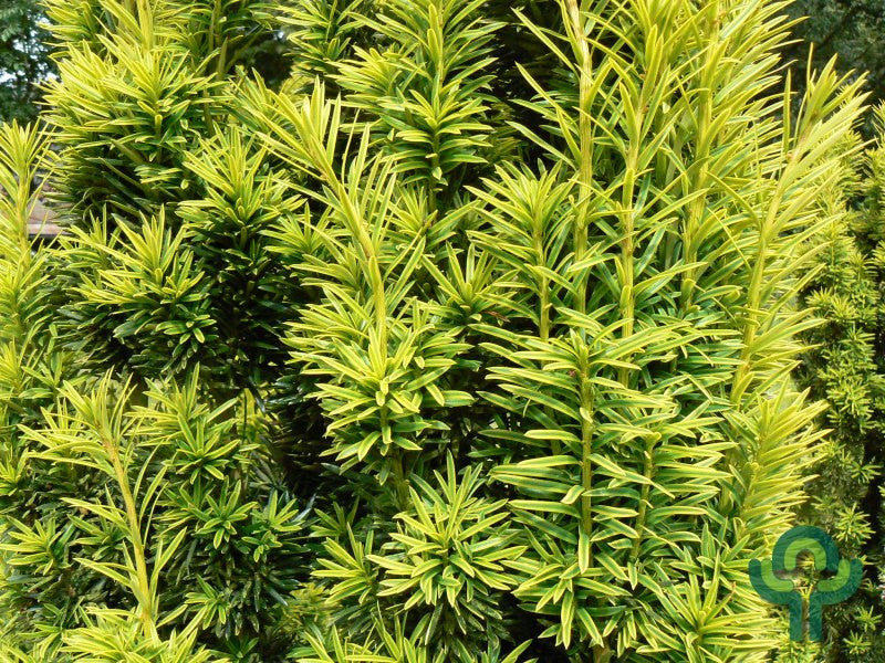 Taxus baccata 'Fastigiata Aurea'